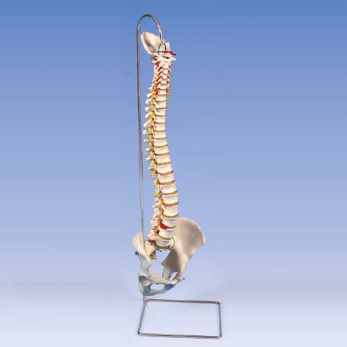 Colonne vertébrale flexible (therapie manuelle) A59.1