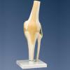 Knie met ligamenten A82 