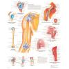 Affiche anatomique - Épaule et coude