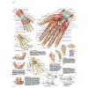 Affiche anatomique - Main et poignet 