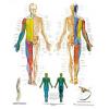 Affiche anatomique - Nerfs spineaux